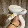ZmHtKcZIAbZXhky's profile picture. ボールたくさん、レオパニシアフ、クーター系カメ、カブトニオイガメ、カエル、タランチュラ、ゴキブリ