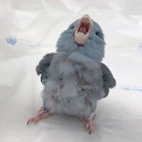チョレギなサラダ (@tyotyotyonasara) 's Twitter Profile Photo チョレギなサラダ (@tyotyotyonasara) 's Twitter Profile Photo
