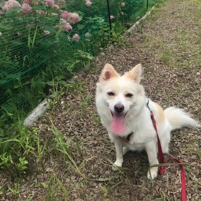 韓国ソウル出身、保護犬ハニの記録です🐶🇰🇷 2017年生まれの女の子👶 現在は日本在住🇯🇵🌸 よろしくお願いします𖤣𖥧𖥣𖡡𖥧𖤣
