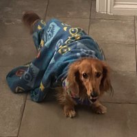 Señorbacon (@senorbacon88) 's Twitter Profile Photo