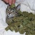 kushcat (@kushcat6) Twitter profile photo kushcat (@kushcat6) Twitter profile photo
