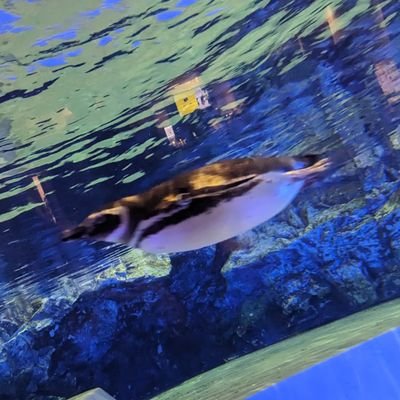 白藍🕯️さんのプロフィール画像