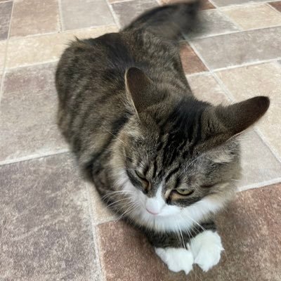 kurihamatai's profile picture. にゃー