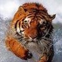 Robi Bhattacharjee (@groupon_stew) 's Twitter Profile