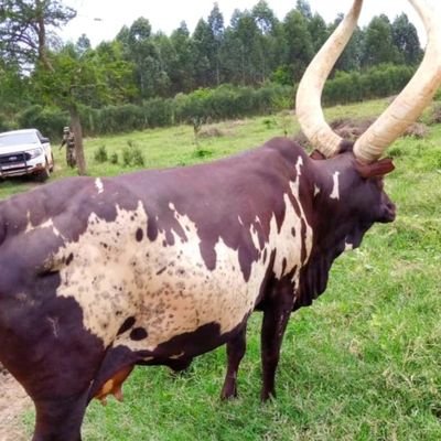 Davidklegend1's profile picture. Farmer, human rights activist and CEO KDM tours and travel company