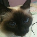 Cathy Stevens - @catstevens68 - Twitter