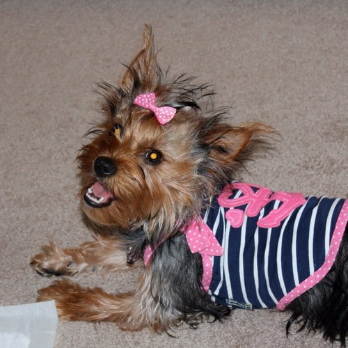 I am a sexxy yorkie who lives with @dieseldogmodel....together we rule the world.