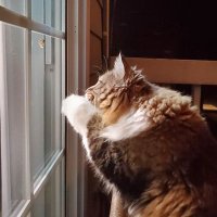 P E A N U T yeah 🐈⬛ (@peanut28492763) 's Twitter Profile