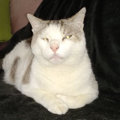 Parsifal2211's profile picture. J'ai perdu 2927 abonnés!!! Ancien compte @aufonddupot désormais banni par le piaf😉👍🇫🇷 Adhérent Reconquête !!!