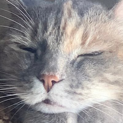 vangaill's profile picture. 22 cool. dm for commission info (´ ω `♡)