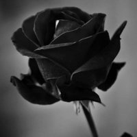 sohay (@sohay666) 's Twitter Profile