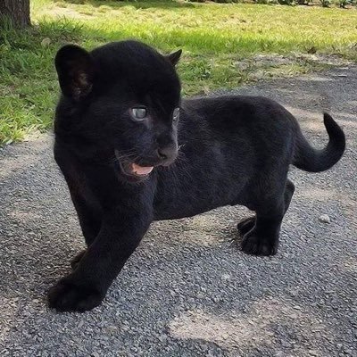 tyranno2014's profile picture. Fibromyalgia sufferer eek, Poole pottery collector and Arsenal fan