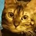 Tomonori Hashimoto (@Newsbeetle) Twitter profile photo Tomonori Hashimoto (@Newsbeetle) Twitter profile photo