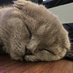 millions of peaches (@saunderz) Twitter profile photo