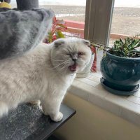 BetsyRoss the Scottish Fold (@betsythekitty) 's Twitter Profile
