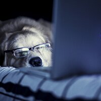 Aaron McGuire (@docrostov) 's Twitter Profile