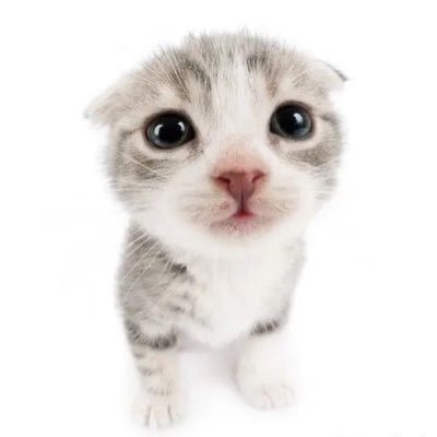 most cringe edtwt user // ana-r arfid // fat neutral but idc if ur fatphobic // I interact with shtwt // any prns // asian 🇯🇵 // baby cat of edtwt