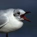 Tweetgull (@kehaarson) Twitter profile photo Tweetgull (@kehaarson) Twitter profile photo