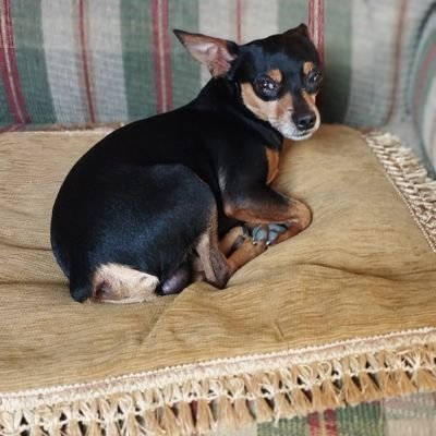 Maurici54750319's profile picture. PACTO HISTÓRICO