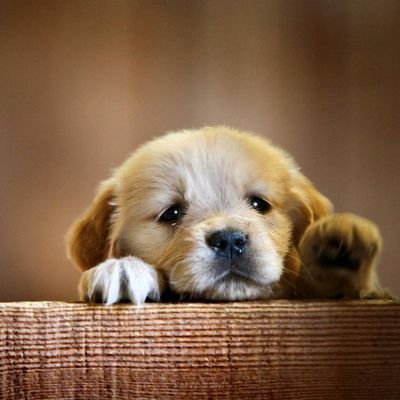 tora29514's profile picture. 今の政府与党を何とかしないと国が滅ぶかも知れない。       
皮肉ありボケありで楽しく仲良くやりましょう。
コーヒータイムに読書、散歩とストレッチが日課です😇🤗🙄