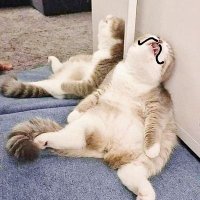 LePitirijasReloaded (@reloadpitirijas) 's Twitter Profile