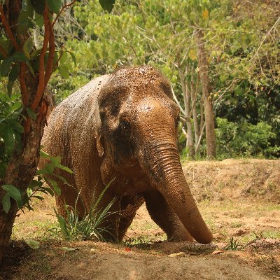 Elephant lover, Photography enthusiast, Crypto believer.
