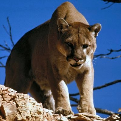 CoogsHouse1's profile picture. 