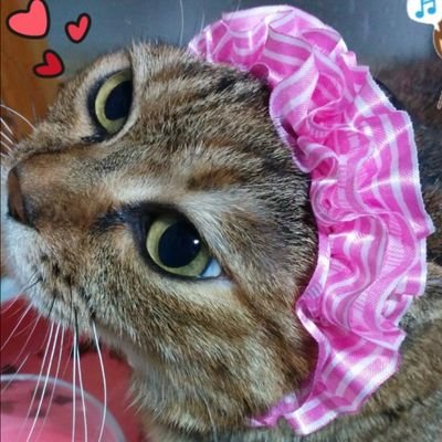 kei803orion's profile picture. https://t.co/BXH0A3ik2u