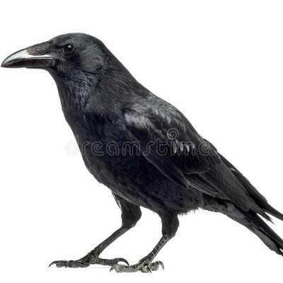Crows can test too
