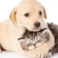 yuyusbabycat 🐶😺 (@yuyusbabycat) 's Twitter Profile Photo yuyusbabycat 🐶😺 (@yuyusbabycat) 's Twitter Profile Photo