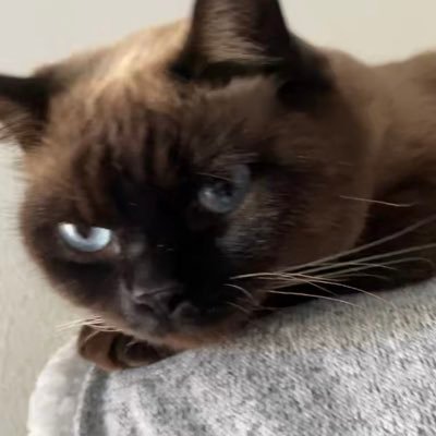 diamondwhiskers's profile picture. Christian, APE, MAGA, Patriot, US Veteran, world traveler. Report if you get a message luring you to invest.