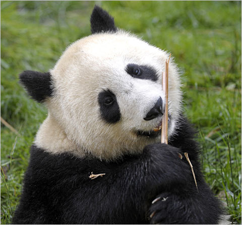 panda_pondering's profile picture. 