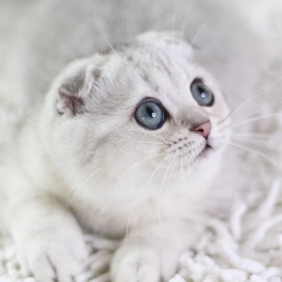 ScottishFoldq8. since 2011 i breed scottish fold and British short hair cats, also bought #BTC at 2013 🙈 In love with my cats and my investment 😉 $FAR