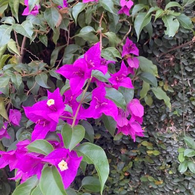 brhaskins's profile picture. Mom, Daughter, Wife, Aunt, Sister, Lawyer, Liberal, #Resistance, 🟧