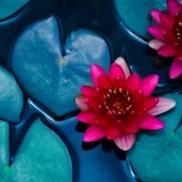 紅子 (@beniko_healing) Twitter profile photo