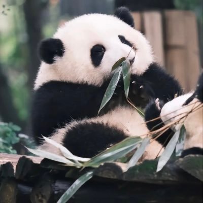三月和花· ファーファーパンダ中国人気No.1シリコン爪 鼻 柔らか毛_1 Amazon.co.jp: 三月の和花パンダぬいぐるみ 中国で人気No.1