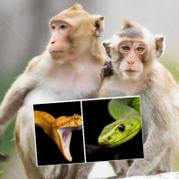 Extra species🐒🐍💩(@zoocircusdesign) 's Twitter Profile Photo