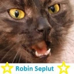 catsrescuetime's profile picture. My name is Robin, I take care of stray cats and I feed them everyday.