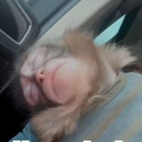 racer. (@maymunsevgisi) Twitter profile photo