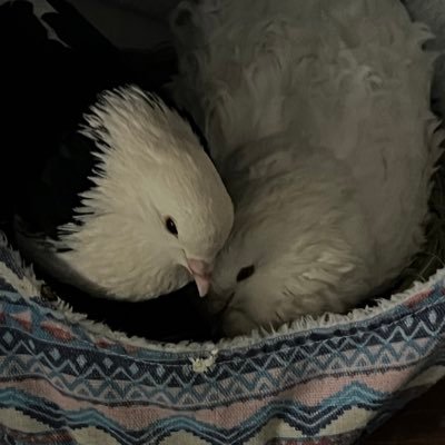 Two non-releasable rescue pigeons living the good life with their human.