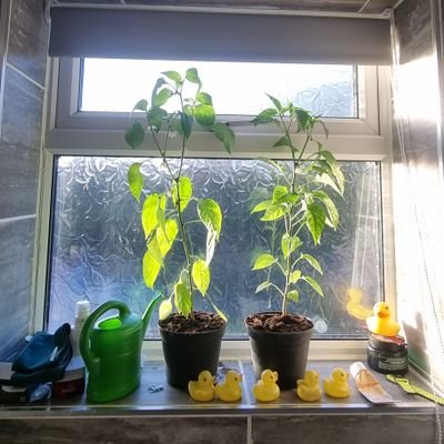 A Twitter Feed mainly about growing some Chilli plants. An experiment in growing, with heat pads, lighting and a Raspberry Pi to take photos of it.