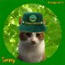 Tommy the Girl Cat (@Katykate906) Twitter profile photo
