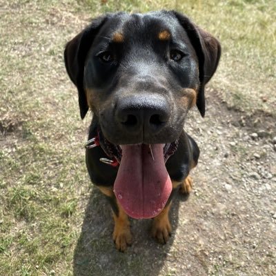 I'm Buddy a loving crazy boy who loves sausages, cuddles and being a rascal…