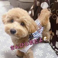 きんぴら𝕜𝕦𝕟🐶🐾 (@mons_wwwss) 's Twitter Profile Photo