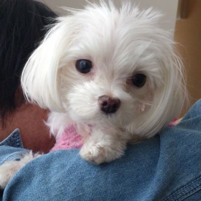 mami他のかた購入不可★　スワロフスキー　犬のブローチ mami他のかた購入不可☆ スワロフスキー 犬のブローチ