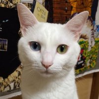 ame.L@ixion (@amel_20220827) 's Twitter Profile