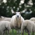 Irish Grown Wool Council (@irewoolcouncil) Twitter profile photo Irish Grown Wool Council (@irewoolcouncil) Twitter profile photo