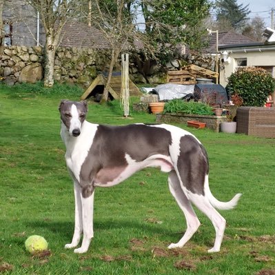 Whippet lad, living my best life in Scotland. Interests include running and sticking my snout into literally everything!