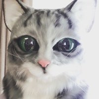 猫神家のきよ (@kiyo_nekogami) 's Twitter Profile Photo