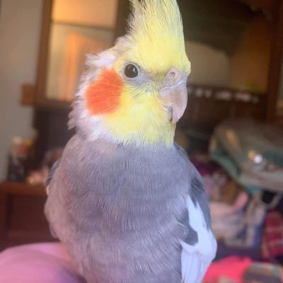 I’m a Cockatiel 🦜 I love Screaming and Sh*tting. it’s MY way or the Highway, h*e! 🫶🏻#CockatielsOfTwitter #BirbTwitter